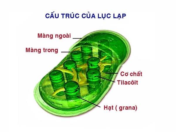 Cấu tạo và chức năng của lục lạp